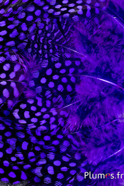 Pintade de Numidie - 3-6 cm - aubergine